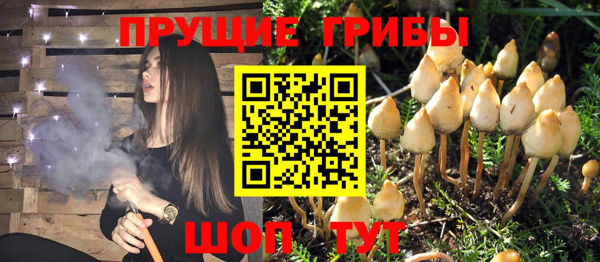 Псилоцибиновые грибы Psilocybine cubensis Балтийск